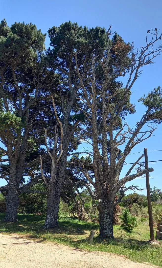 Terreno en La Barra — foto 11