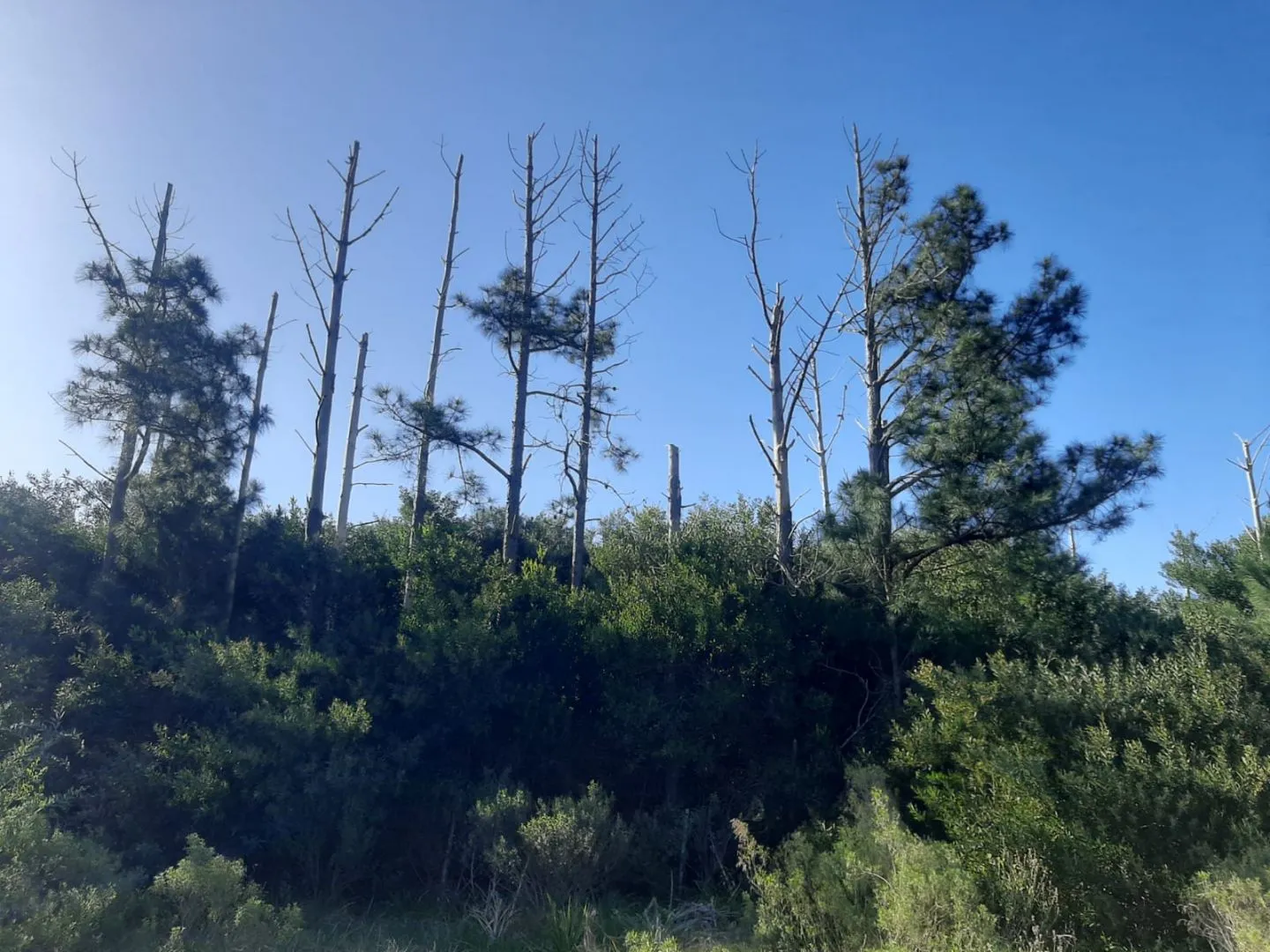 Chacra de 5ha sobre ruta 9 — foto 6