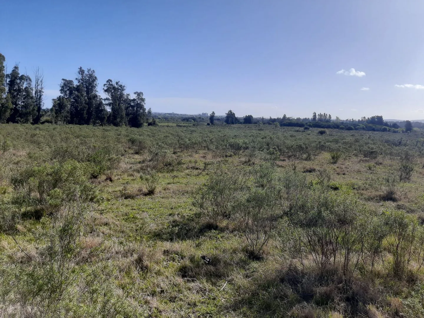 Chacra de 5ha sobre ruta 9 — foto 9