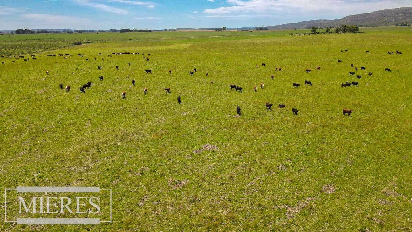 Campo Agrícola Ganadero 110ha Maldonado — foto 15