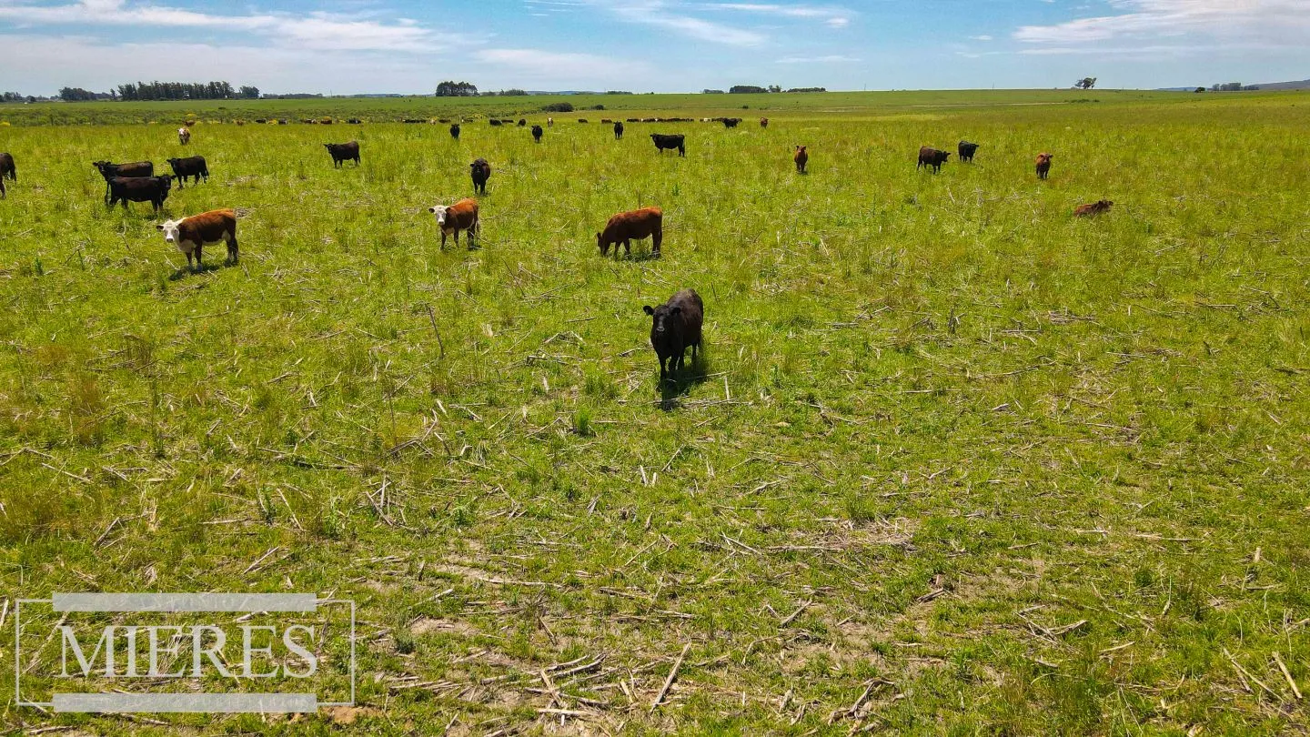 Campo Agrícola Ganadero 110ha Maldonado — foto 16