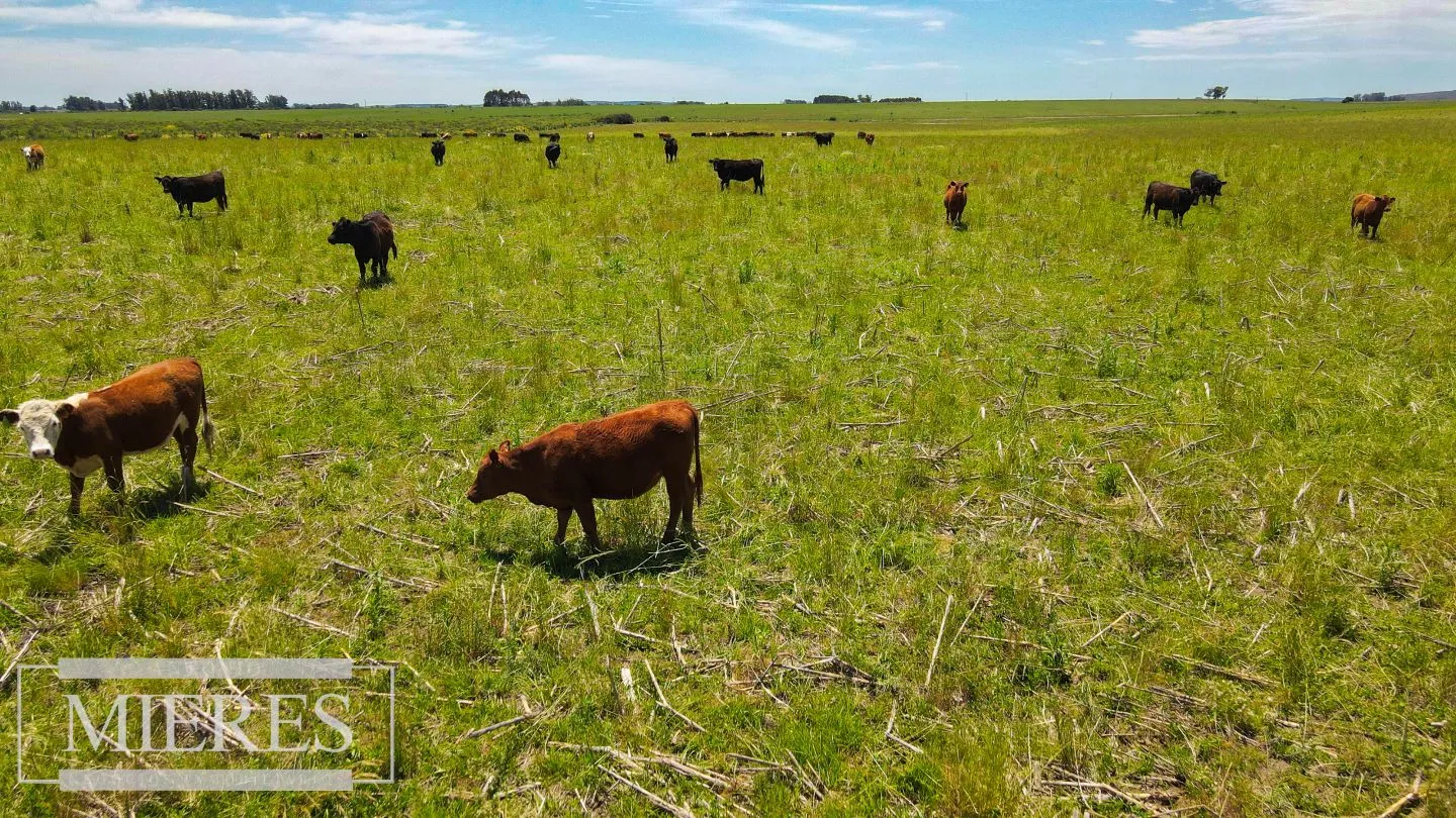 Campo Agrícola Ganadero 110ha Maldonado — foto 17
