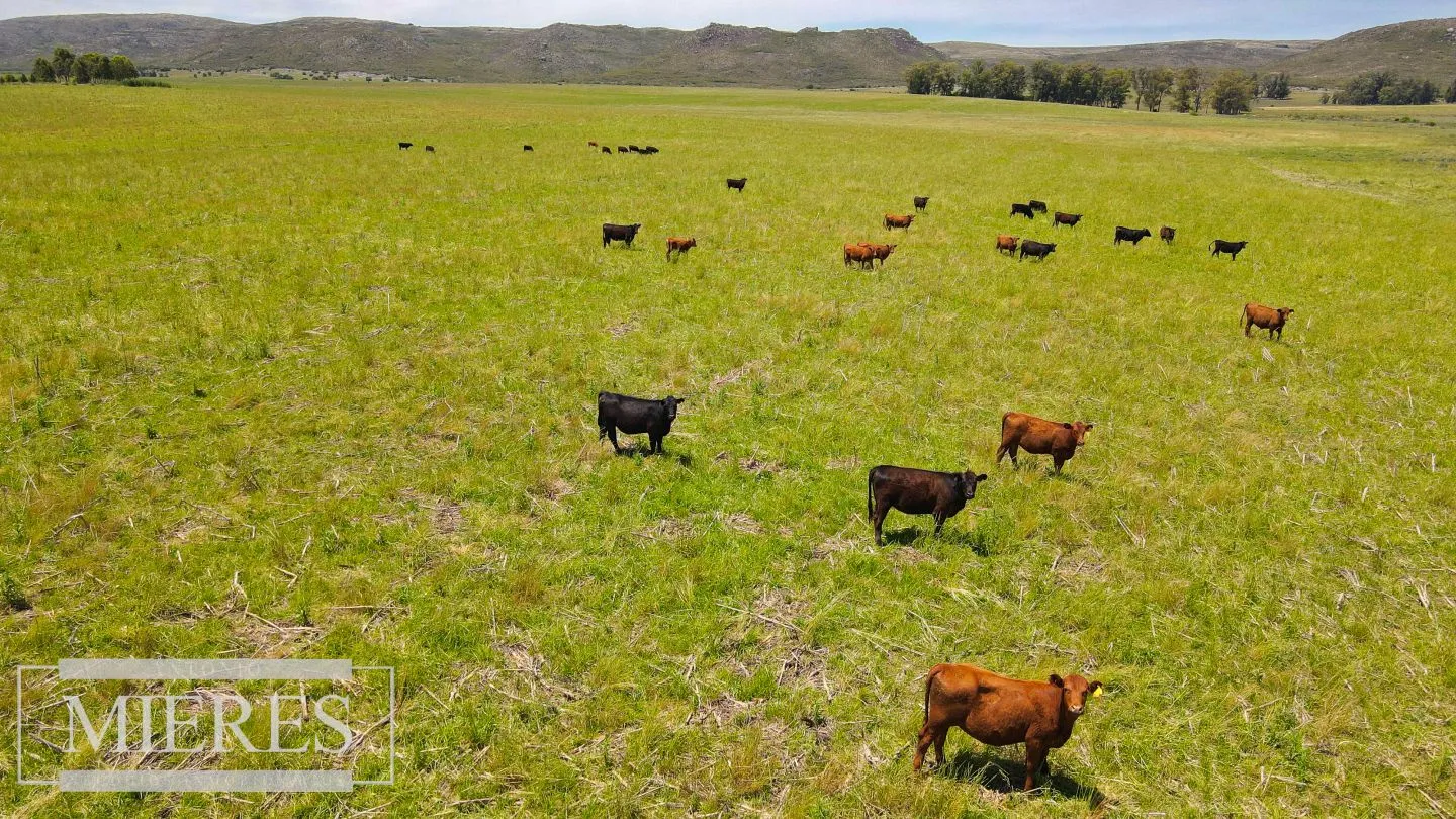 Campo Agrícola Ganadero 110ha Maldonado — foto 18
