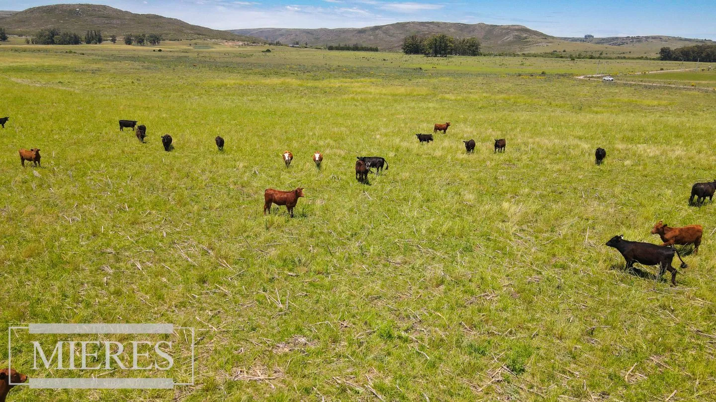 Campo Agrícola Ganadero 110ha Maldonado — foto 19