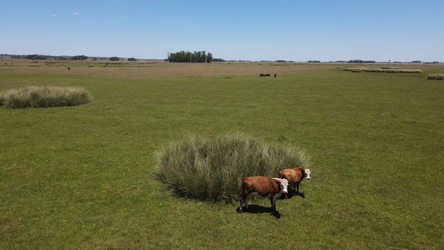 Campo Ganadero de 3000ha Rocha — foto 1