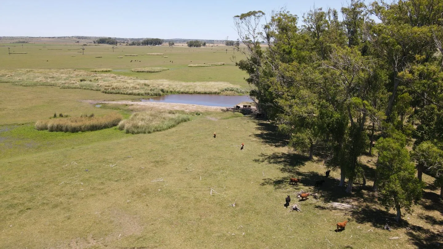 Campo Ganadero de 3000ha Rocha — foto 5