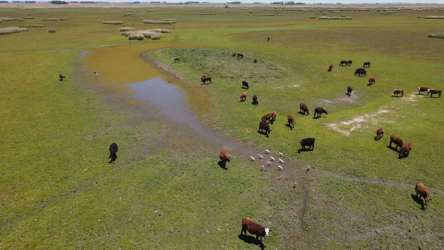 Campo Ganadero de 3000ha Rocha — foto 6