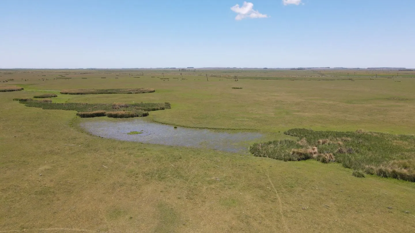 Campo Ganadero de 3000ha Rocha — foto 8