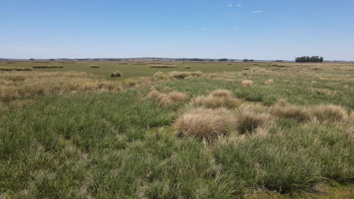Campo Ganadero de 3000ha Rocha — foto 21