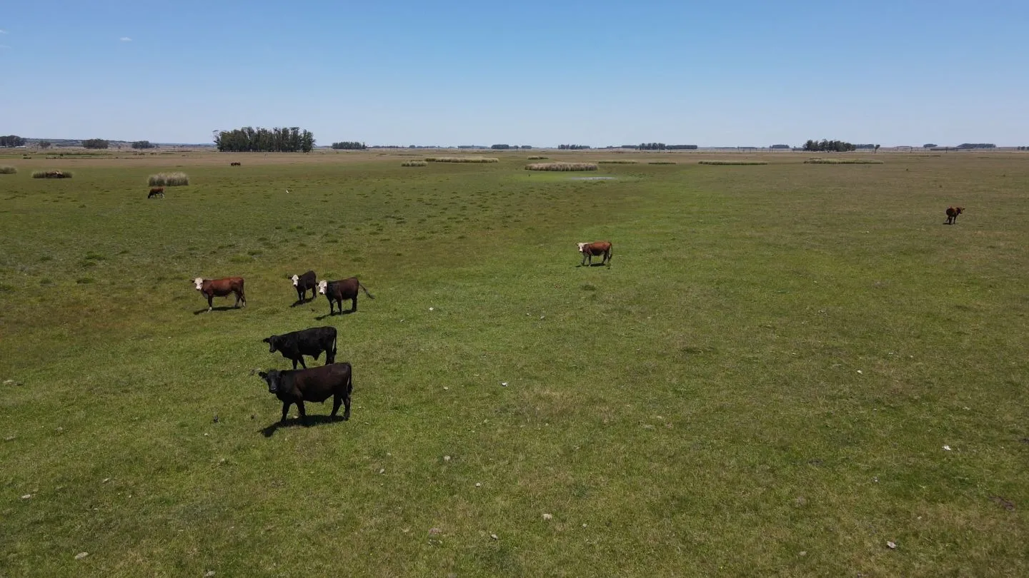 Campo Ganadero de 3000ha Rocha — foto 22