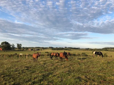 Campo en Lavalleja de 55ha con arroyo y vista a las sierras — foto 3