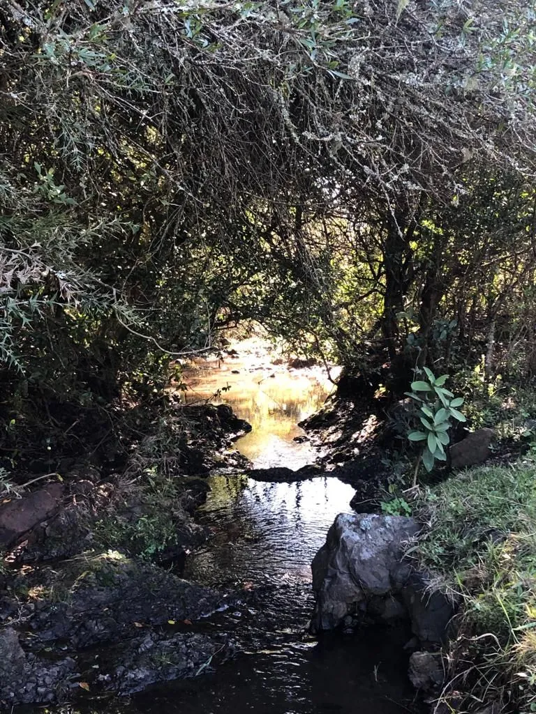 Campo en Lavalleja de 55ha con arroyo y vista a las sierras — foto 7