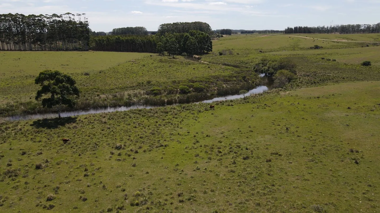 Chacra / Campo 170 ha en José Ignacio — foto 3