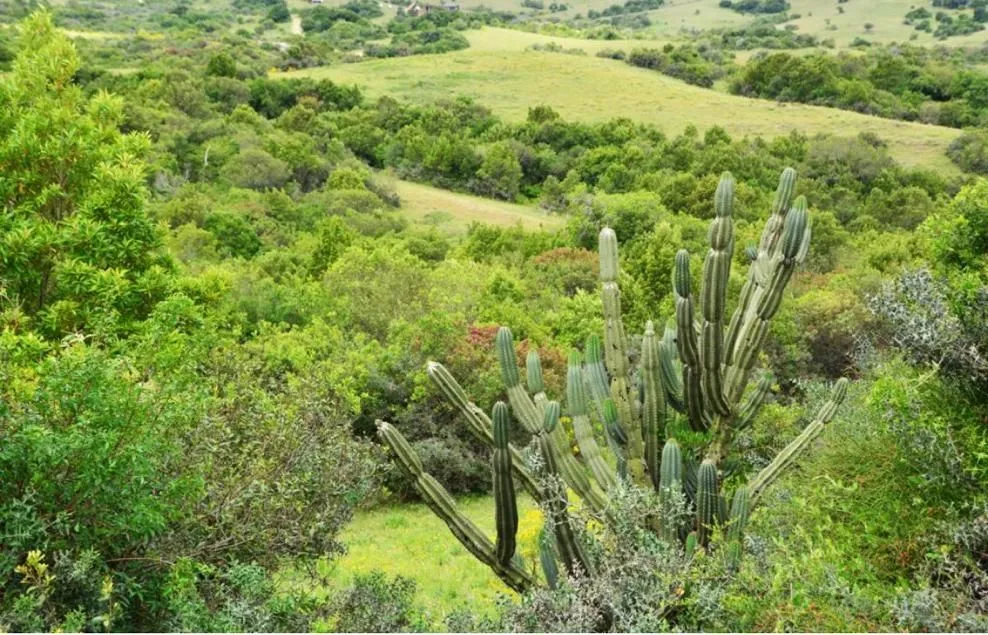 Chacra / Campo 5 ha en José Ignacio — foto 4