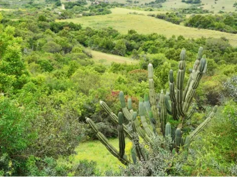 Chacra / Campo 5 ha en José Ignacio — foto 4