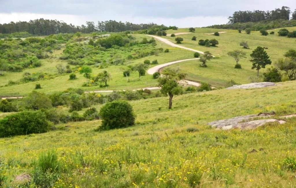 Chacra / Campo 5 ha en José Ignacio — foto 5