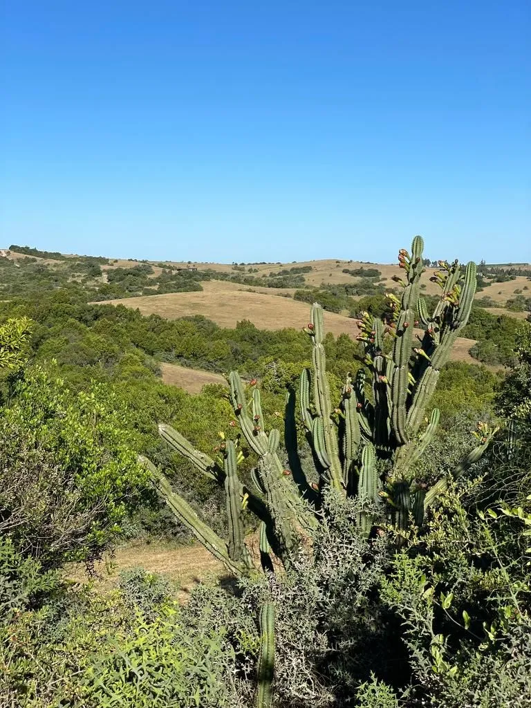 Chacra / Campo 5 ha en José Ignacio — foto 6