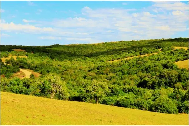 Chacra / Campo 5 ha en José Ignacio — foto 8