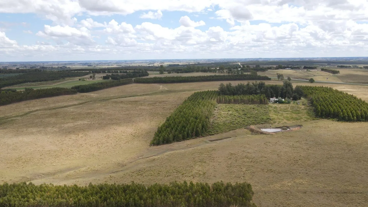 Campo en Lavalleja de 228ha — foto 4