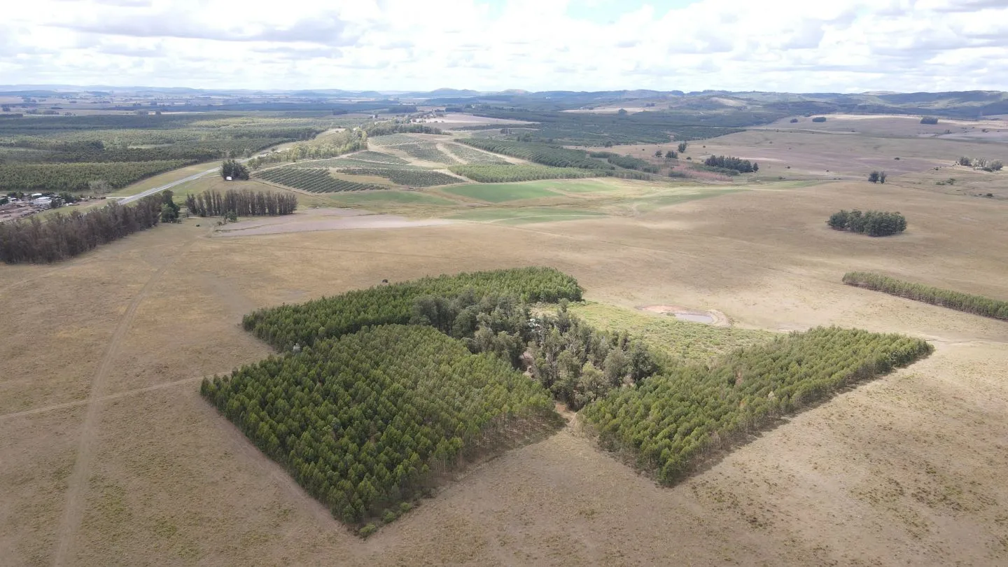 Campo en Lavalleja de 228ha — foto 5