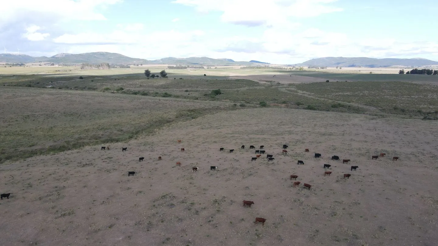 Campo en Lavalleja de 228ha — foto 10