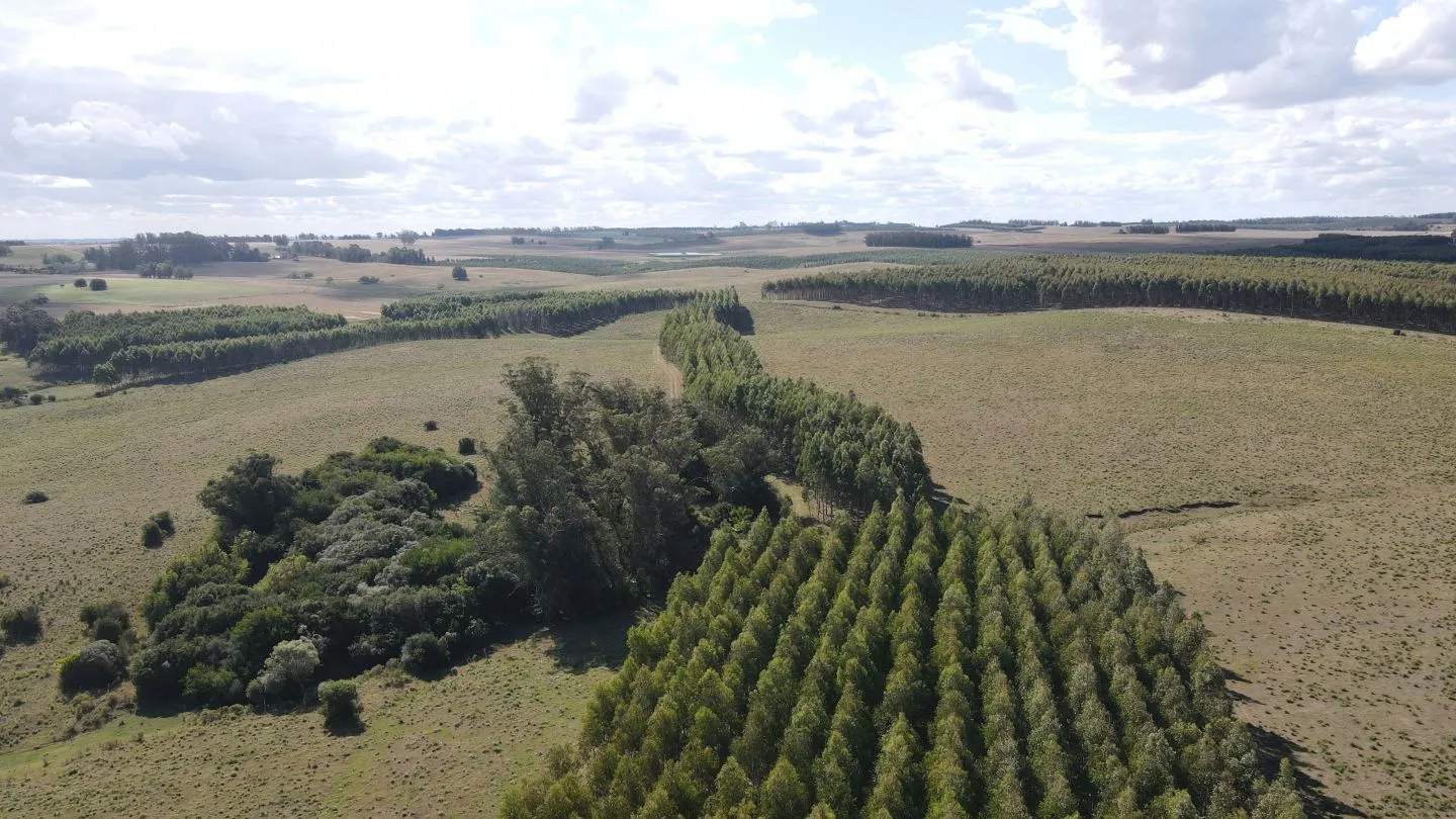 Campo en Lavalleja de 228ha — foto 13
