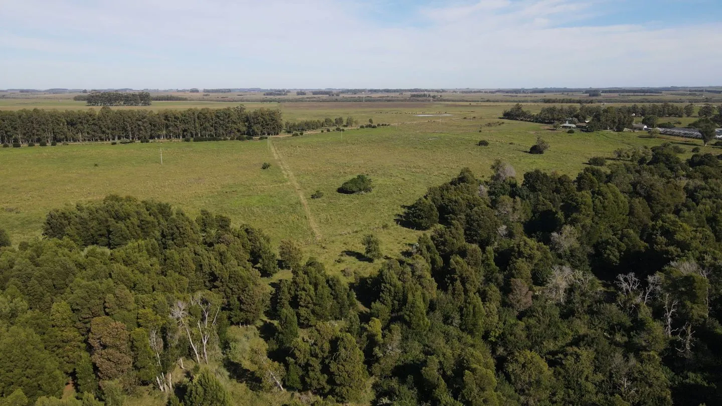 Chacra / Campo 270 ha en Rocha — foto 6