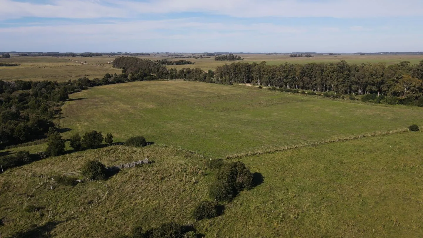 Chacra / Campo 270 ha en Rocha — foto 7