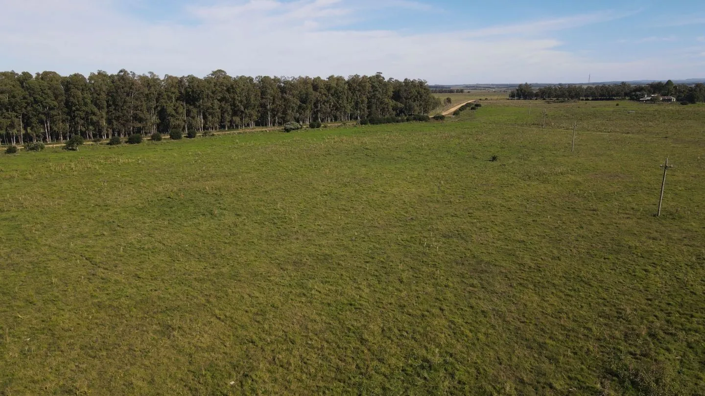 Chacra / Campo 270 ha en Rocha — foto 13