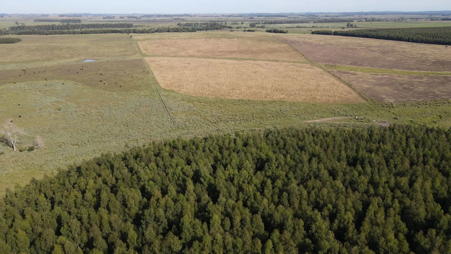 Chacra / Campo 270 ha en Rocha — foto 16