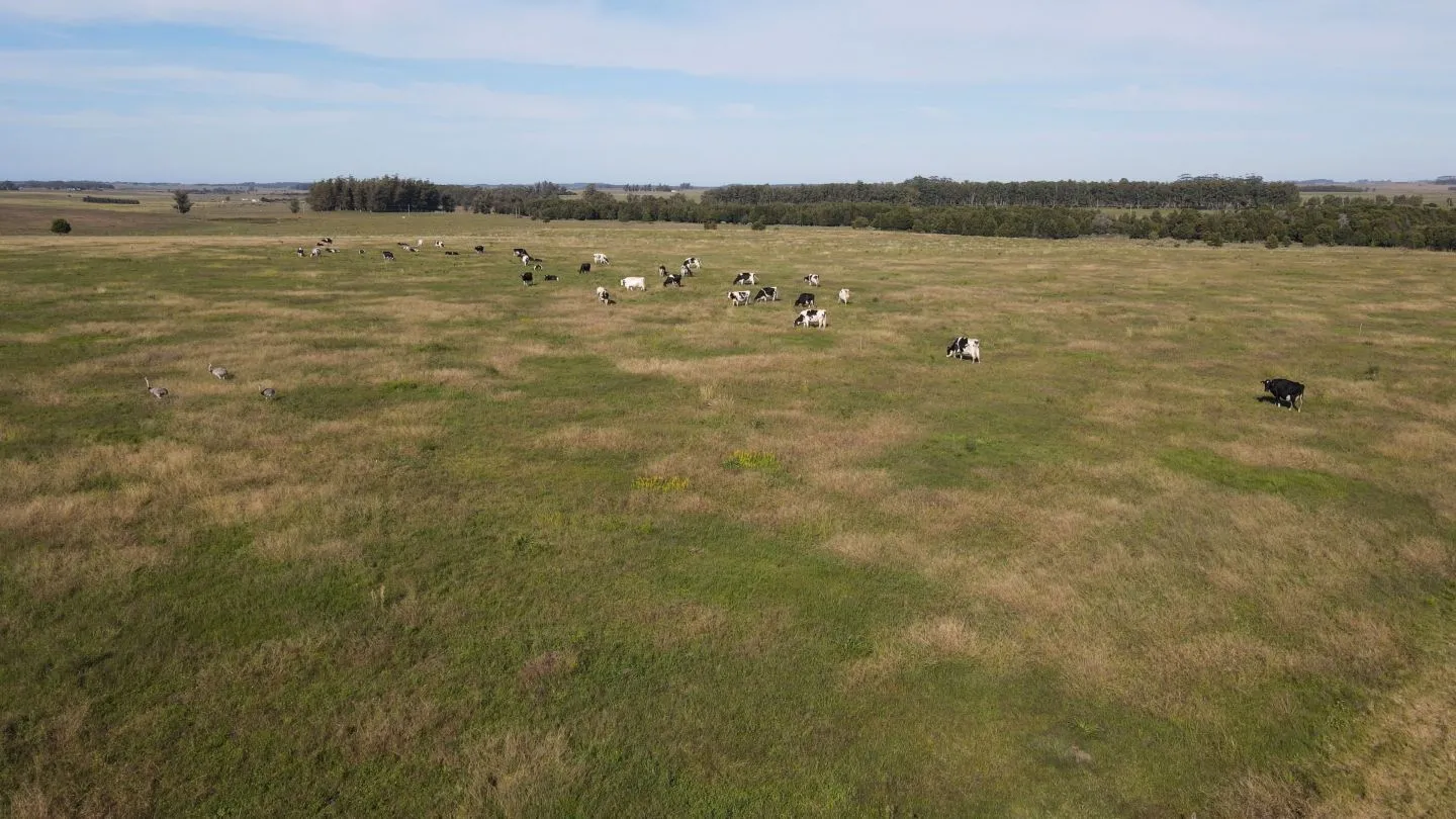 Chacra / Campo 270 ha en Rocha — foto 22