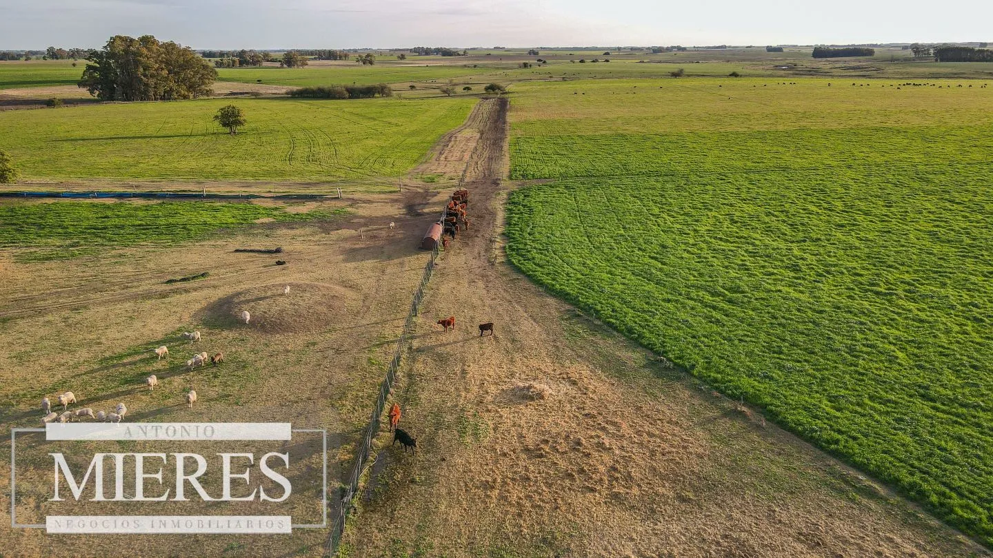 Chacra / Campo 110 ha en Soriano — foto 1