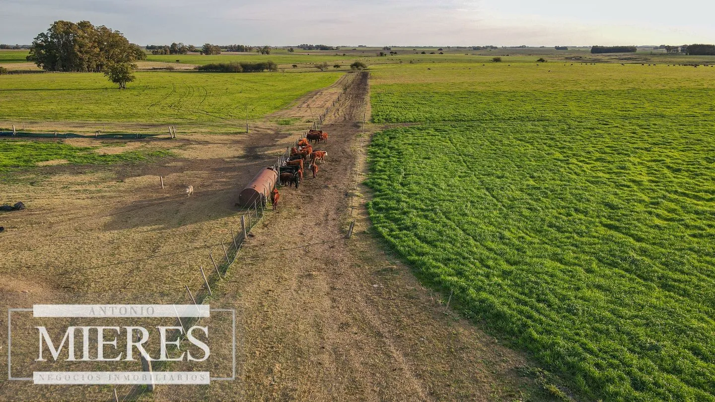Chacra / Campo 110 ha en Soriano — foto 14