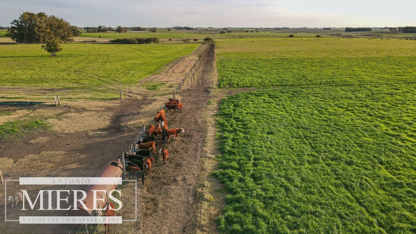 Chacra / Campo 110 ha en Soriano — foto 15