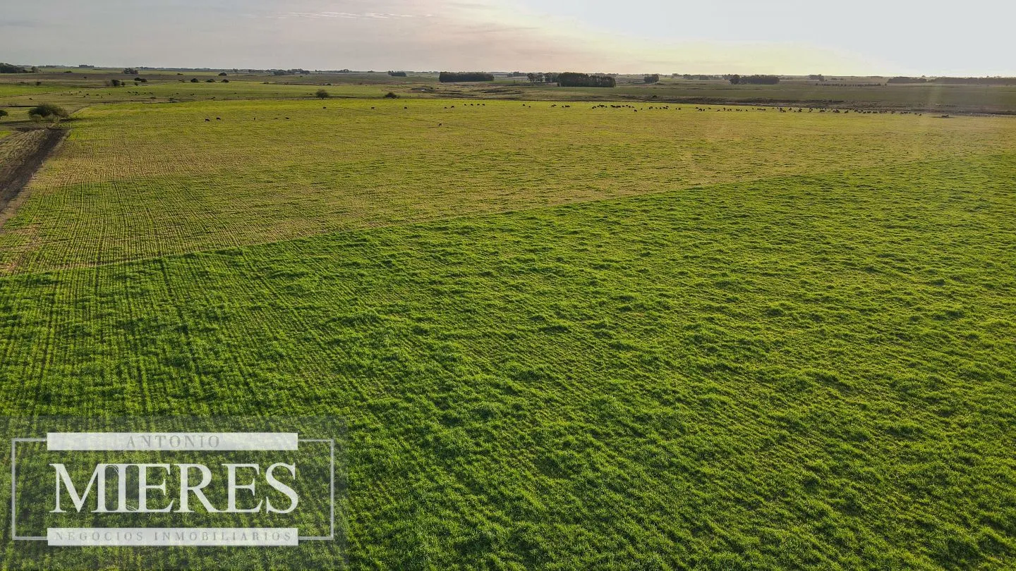Chacra / Campo 110 ha en Soriano — foto 17