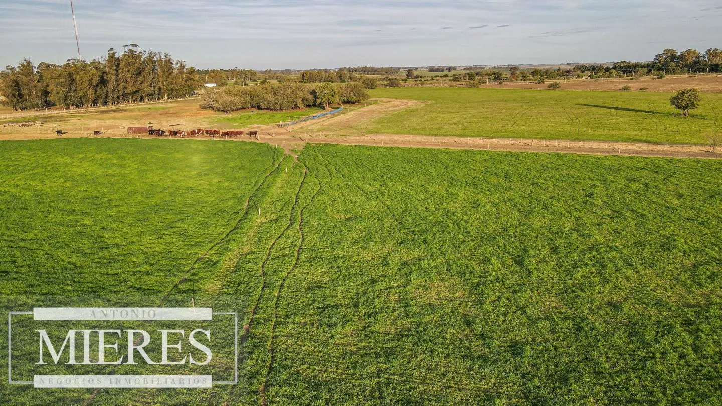 Chacra / Campo 110 ha en Soriano — foto 19