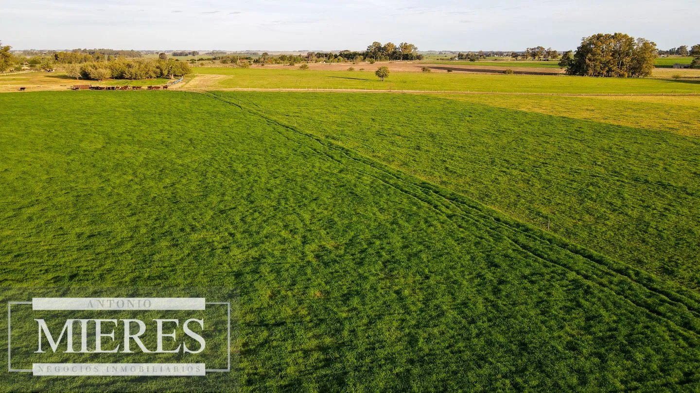 Chacra / Campo 110 ha en Soriano — foto 20