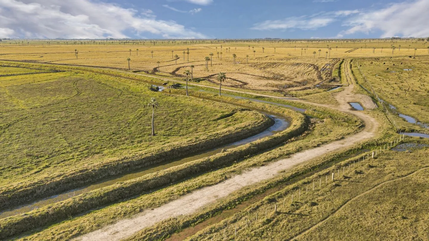 Venta campo 740 hás Rocha agrícola ganadero R 7085 — foto 9