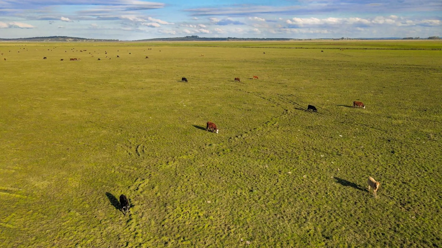 Venta campo 740 hás Rocha agrícola ganadero R 7085 — foto 11