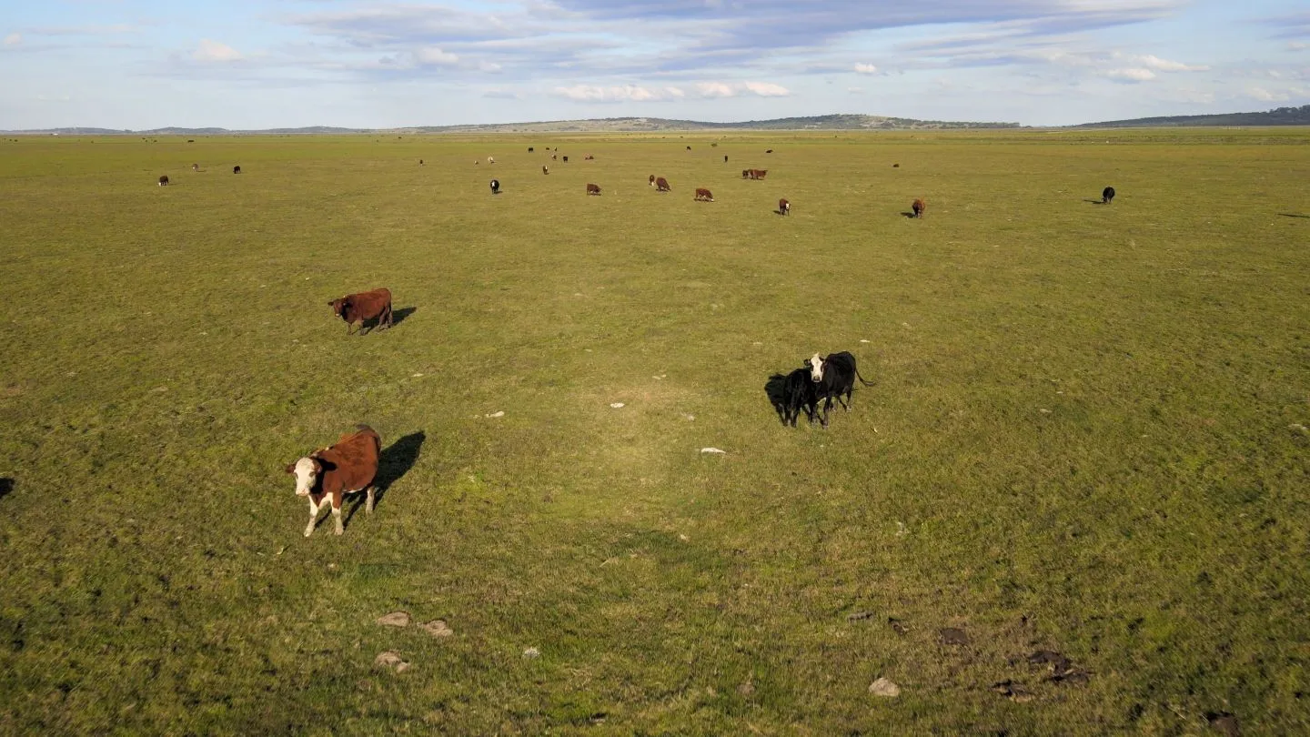 Venta campo 740 hás Rocha agrícola ganadero R 7085 — foto 12