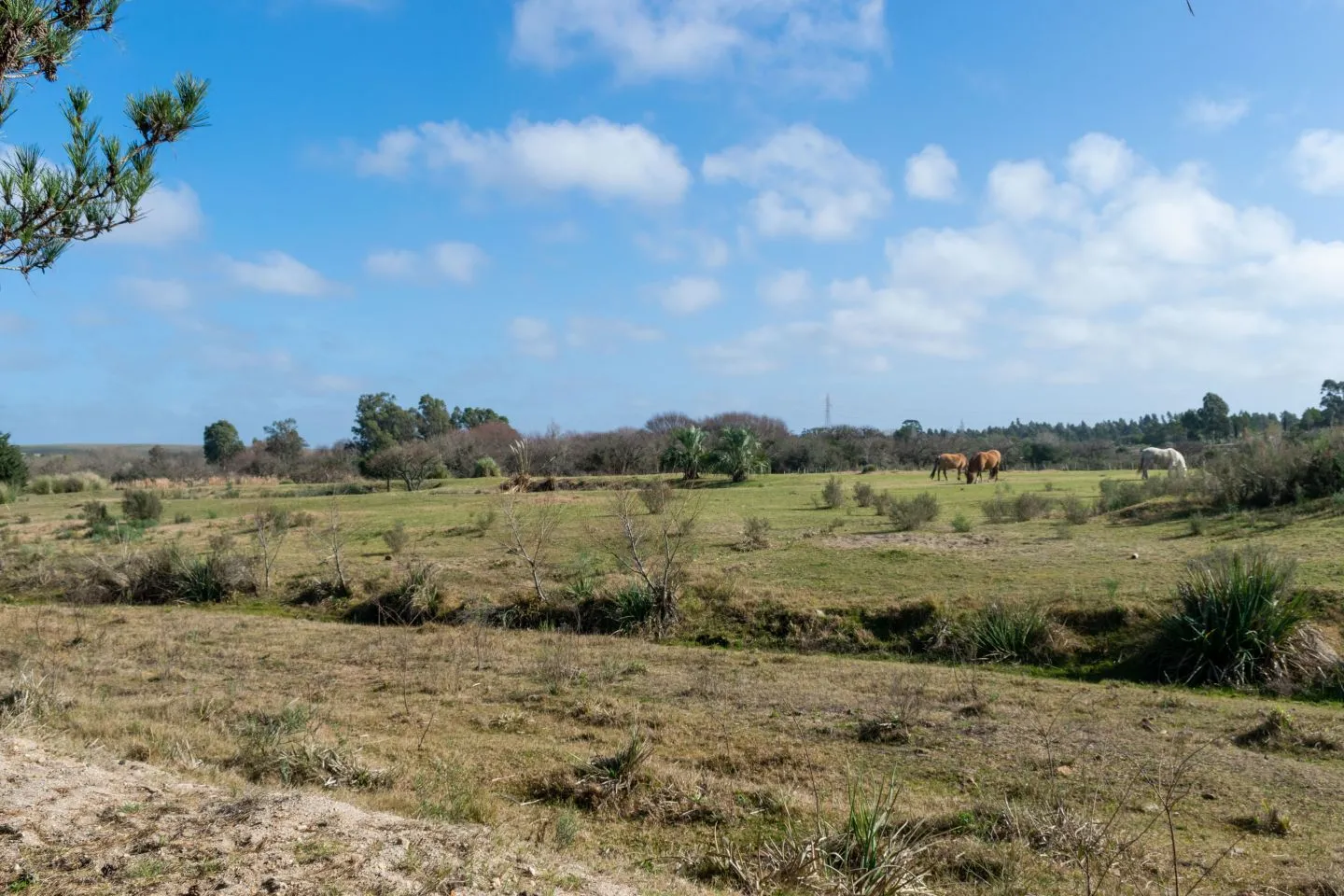 Venta chacra 37has c/casa ycosta de arroyo en Jose Ignacio — foto 21