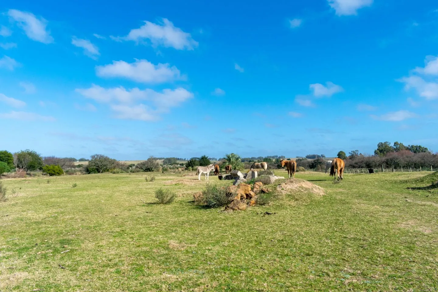 Venta chacra 37has c/casa ycosta de arroyo en Jose Ignacio — foto 25