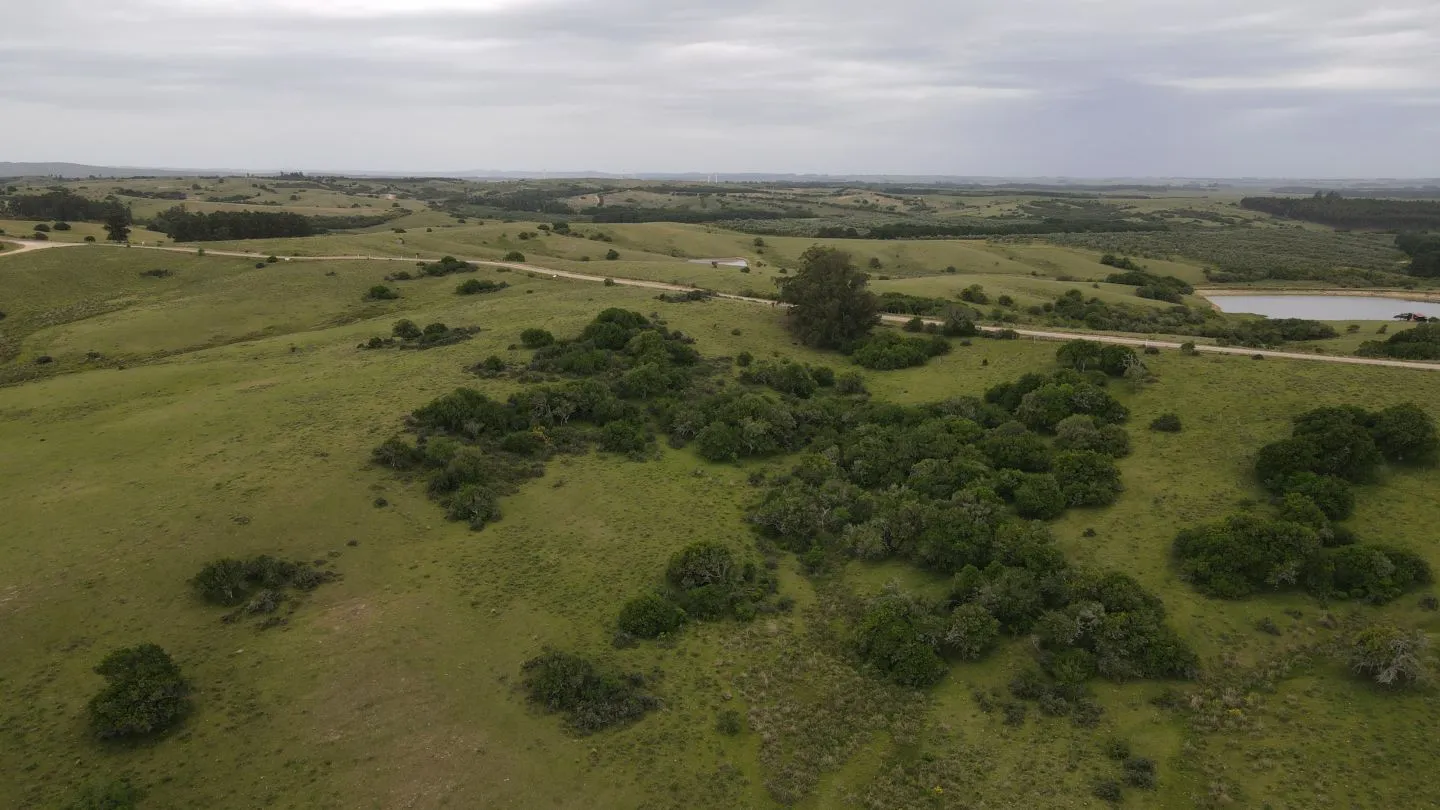 Campo de 42ha Altos de José Ignacio, Garzón — foto 9