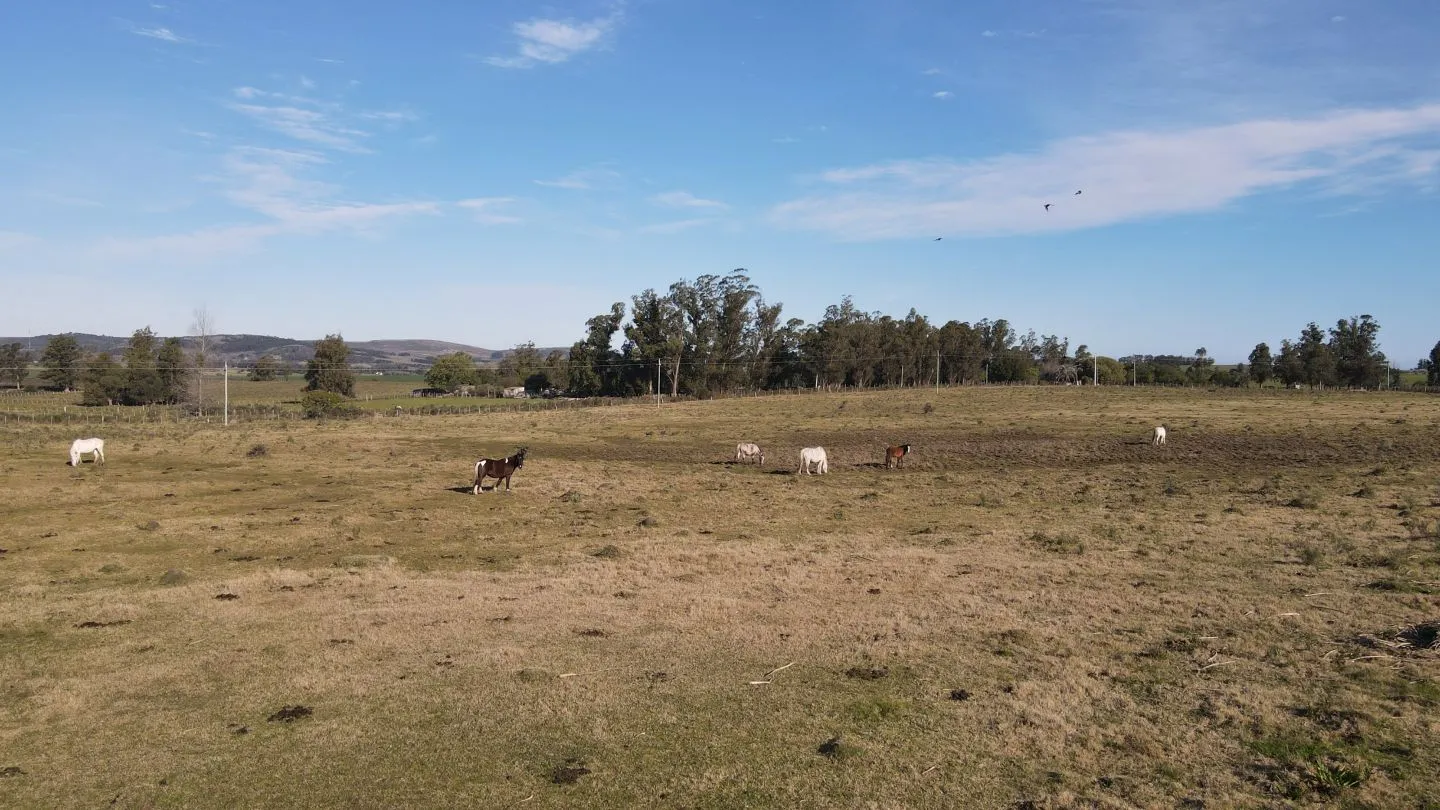 Chacra de 6ha en Punta Ballena — foto 5