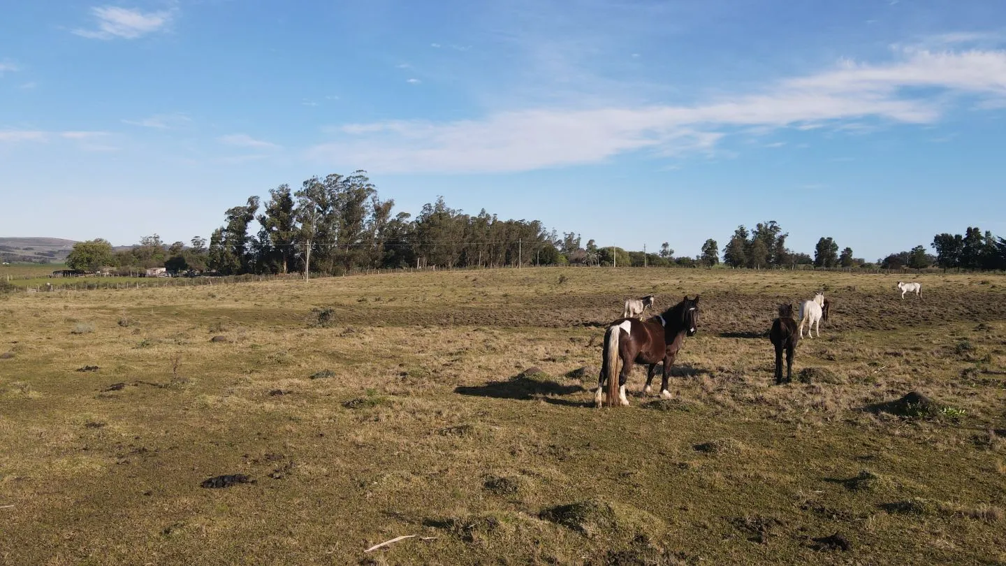 Chacra de 6ha en Punta Ballena — foto 7