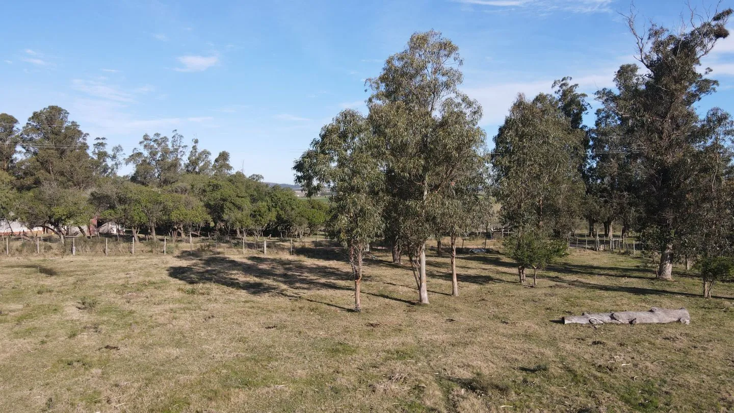 Chacra de 6ha en Punta Ballena — foto 13