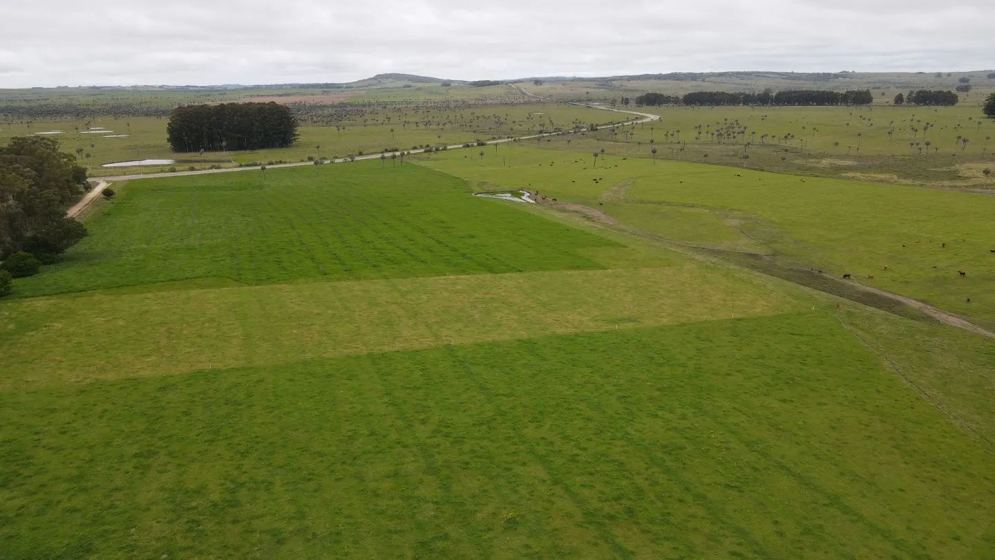 Campo Ganadero en Rocha 350ha — foto 1