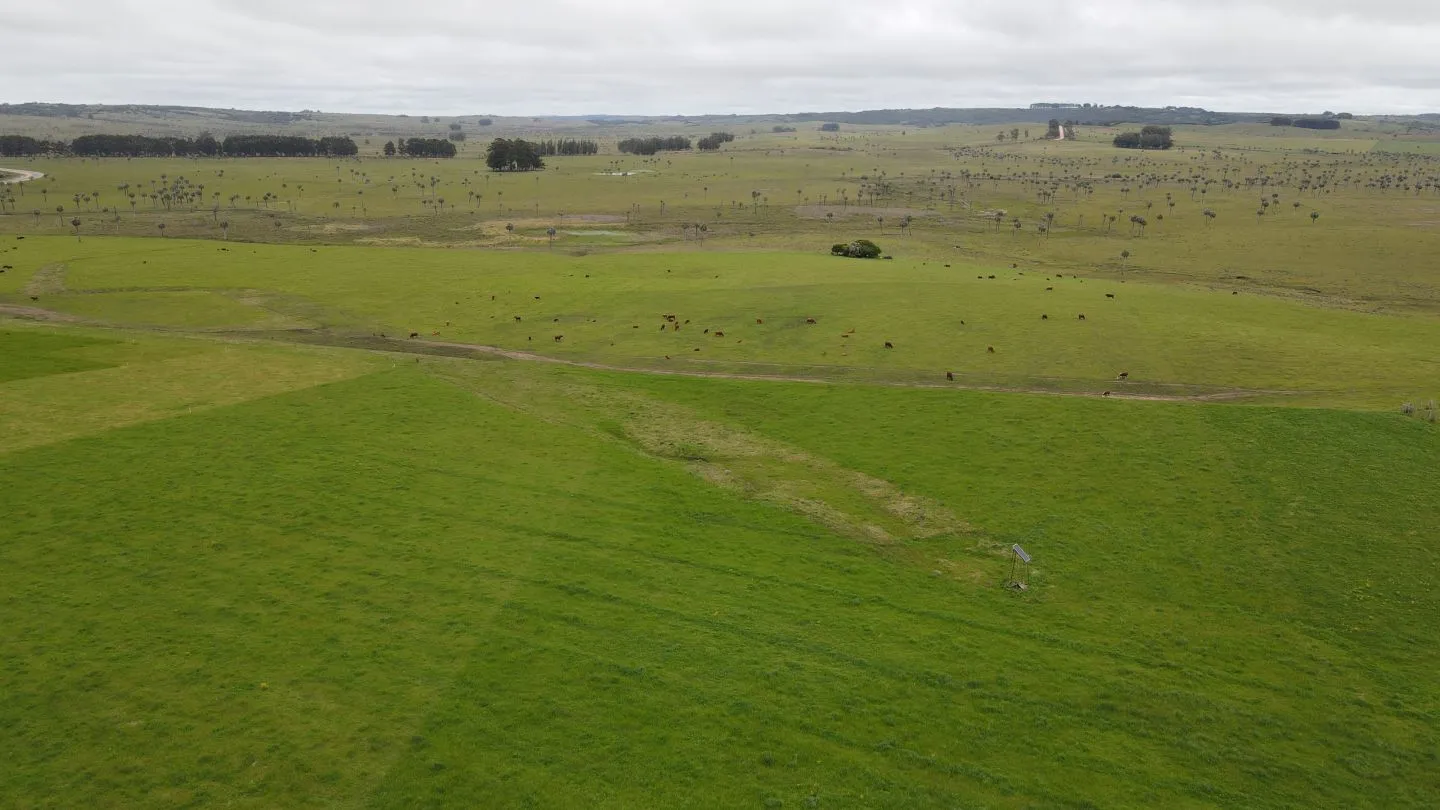 Campo Ganadero en Rocha 350ha — foto 2