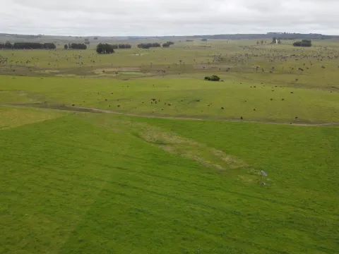 Campo Ganadero en Rocha 350ha — foto 2