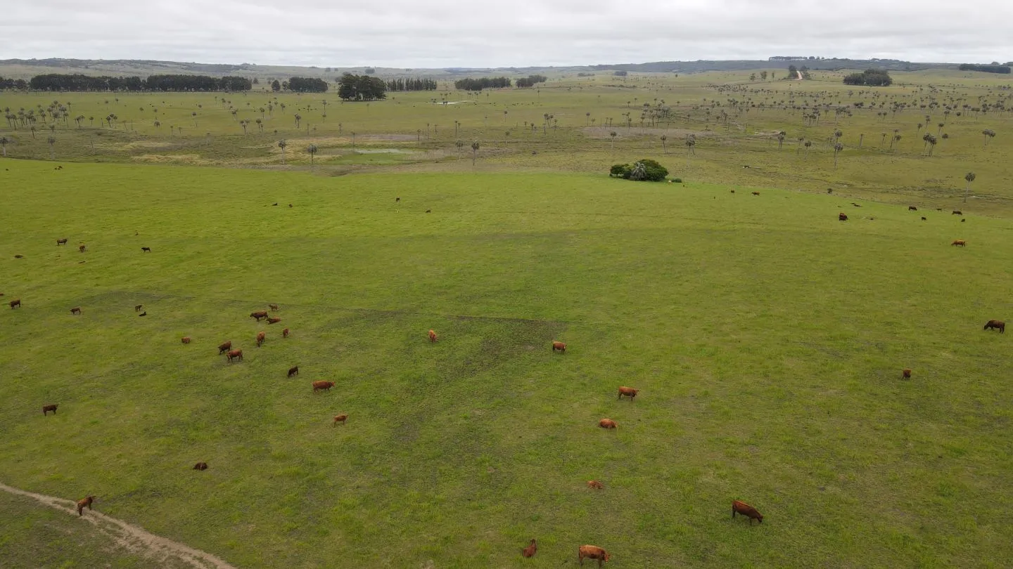 Campo Ganadero en Rocha 350ha — foto 3